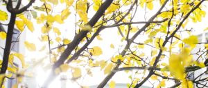 Telge Energi och Lindfalken AB samarbetar om energiskattefrågor